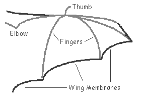 Bat Wing Anatomy