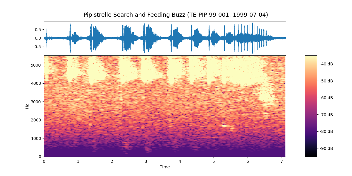 Pipistrelle Search and Feeding Buzz