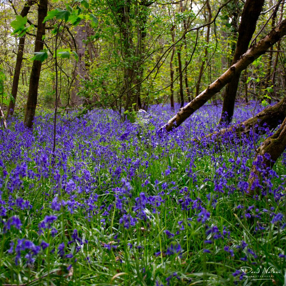 Bluebells with diagonal fallen tree