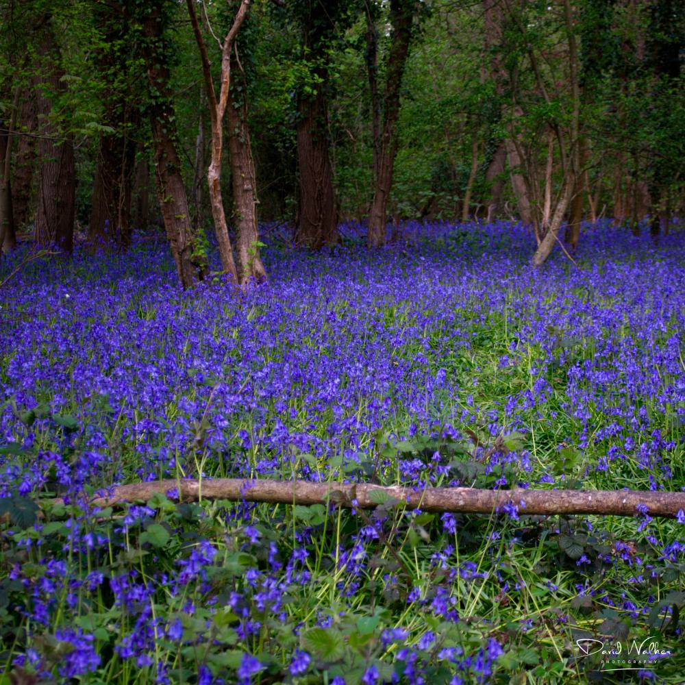 Bluebells beneath woodland with a fallen branch in the foreground