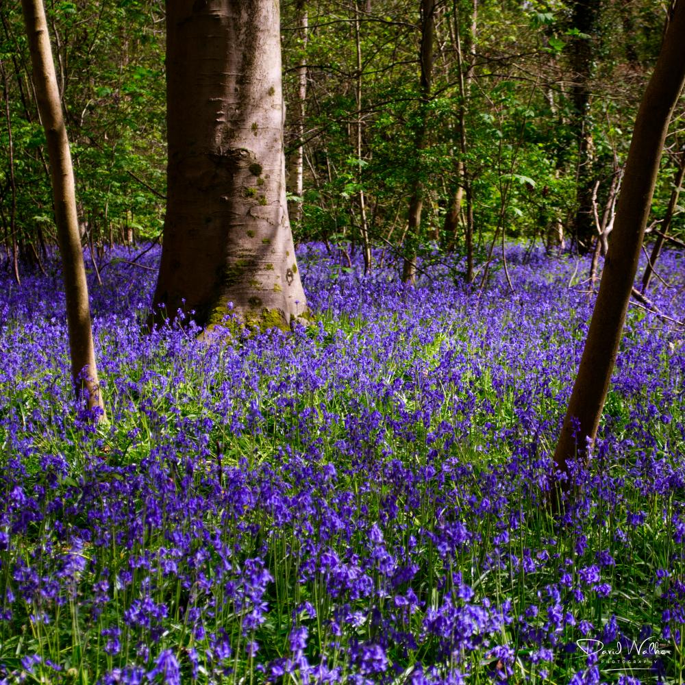 A large tree trunk surrounded by bluebells