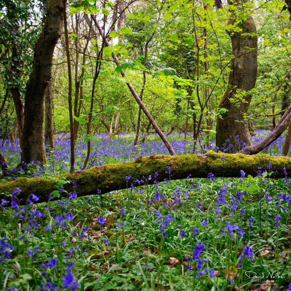 Mossy fallen log with bluebells beyond