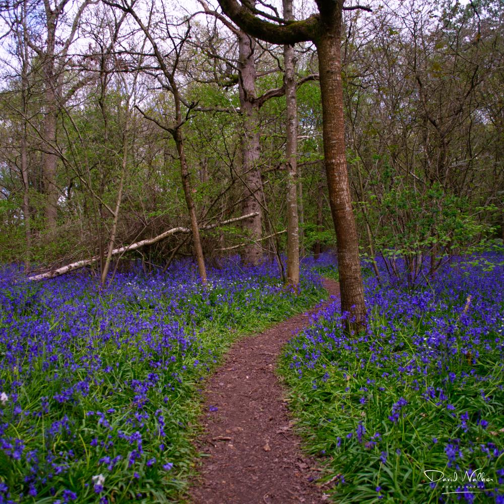 A path winding through bluebells at Radley Large Wood