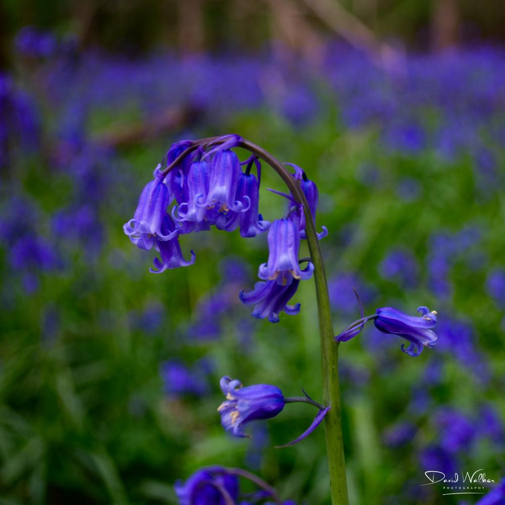 Close photograph of a single bluebell
