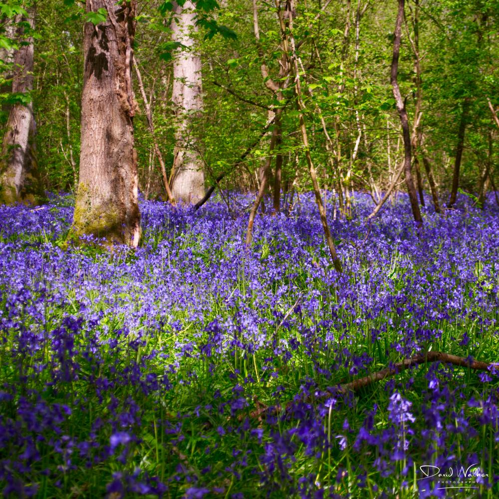 Sunlit carpet of bluebells in woodland