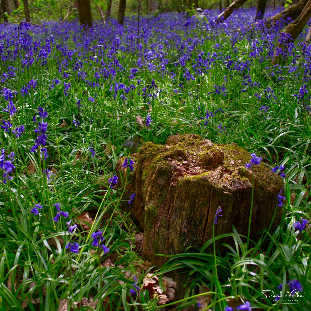 Tree stump among bluebells