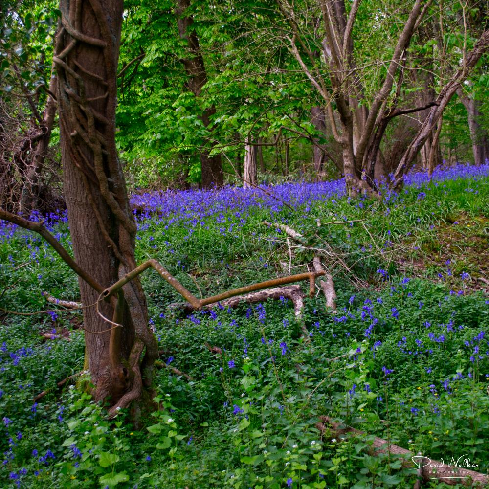 Twisted stems and bluebells in woodland