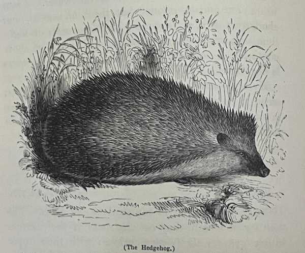The Hedgehog