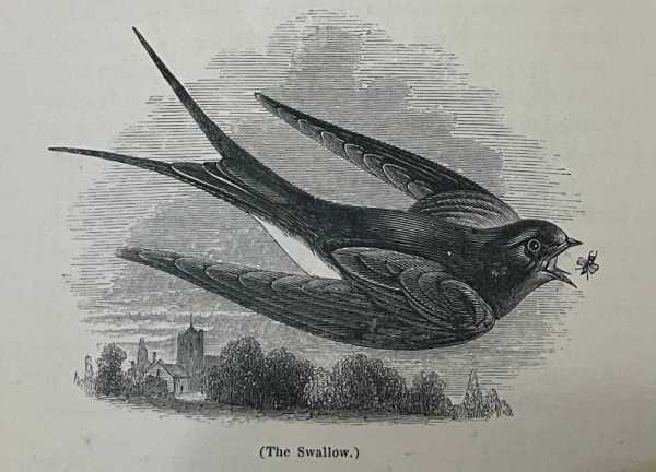 The Swallow