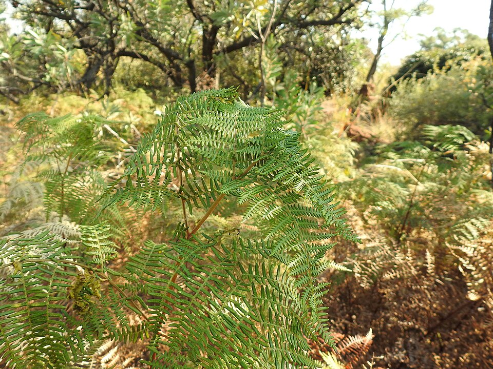 Southern Bracken (Pteridium aquilinum)