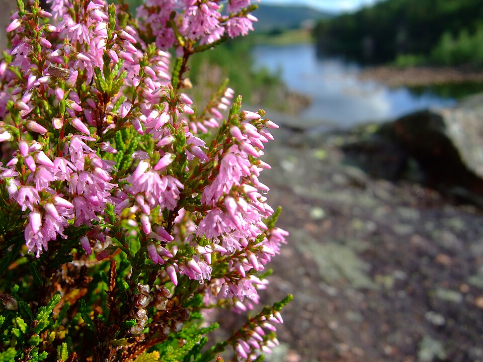 Flowering ling on heathland