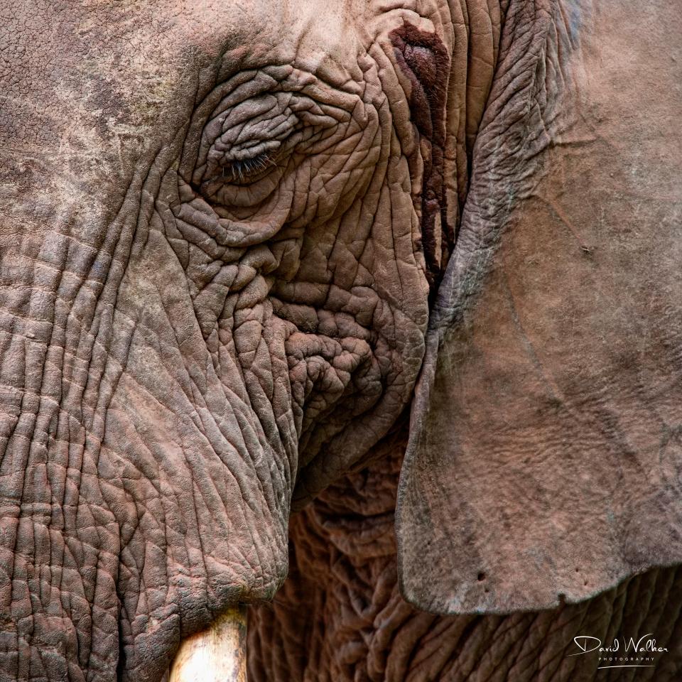 African Bush Elephant (Loxodonta africana), Lake Manyara National Park