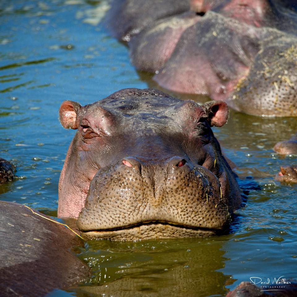 Hippopotamus (Hippopotamus amphibius), Western Corridor