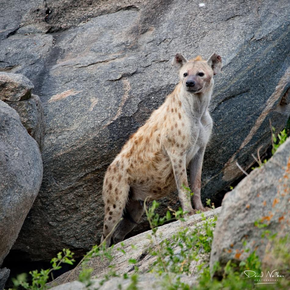 Spotted Hyena (Crocuta crocuta), Serengeti National Park