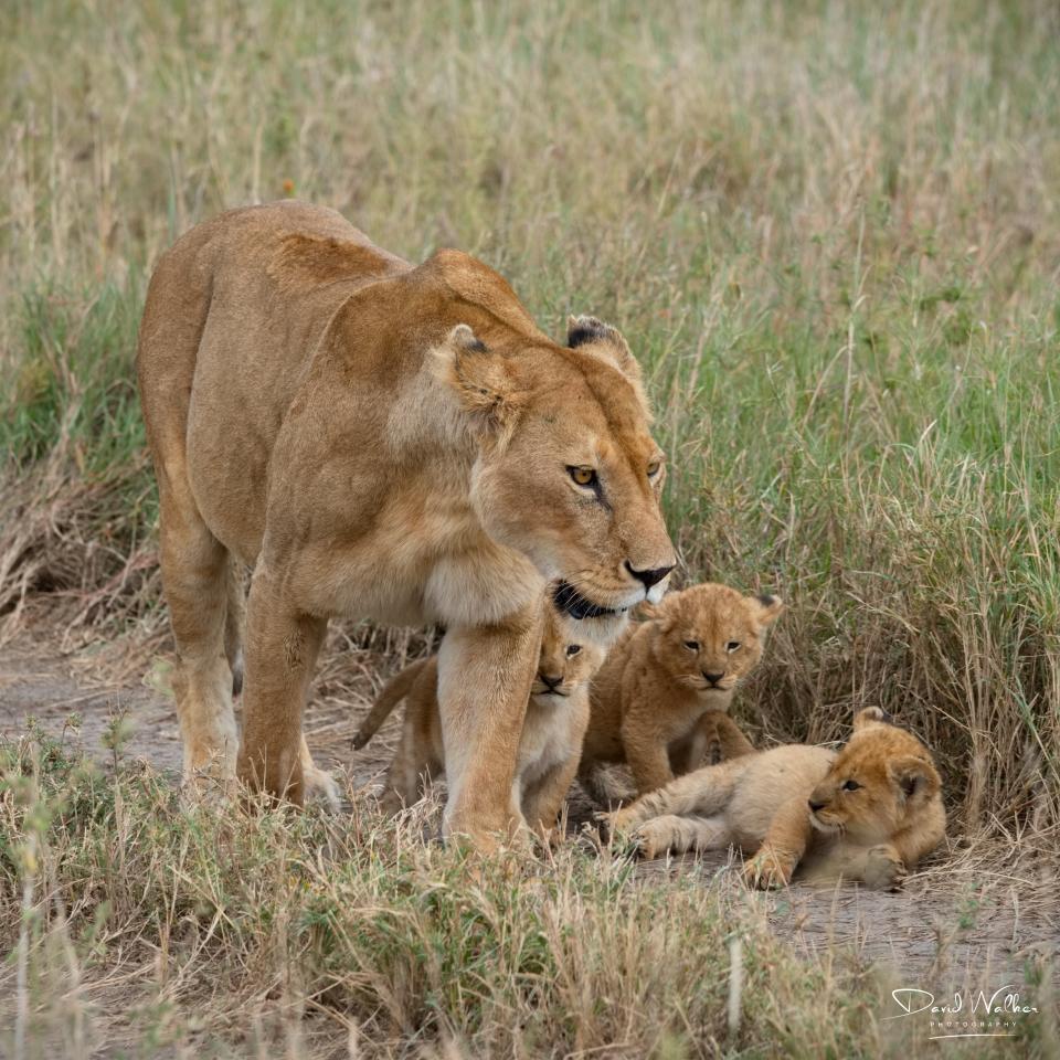 Lioness (Panthera leo) with cubs, Serengeti National Park