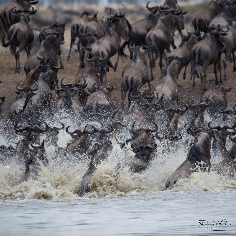 Wildebeest (Connochaetes taurinus) panicking at a waterhole, Western Corridor