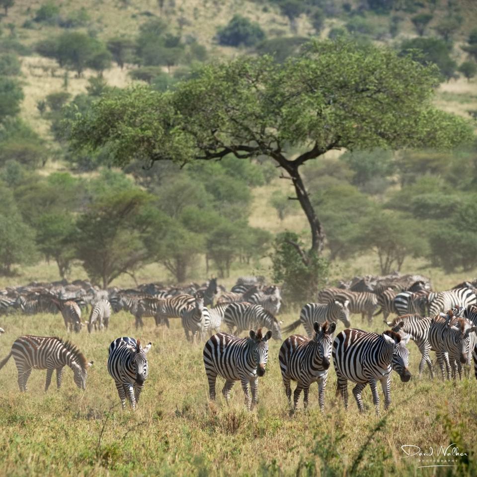 Migrating Plains Zebra (Equus quagga), Western Corridor