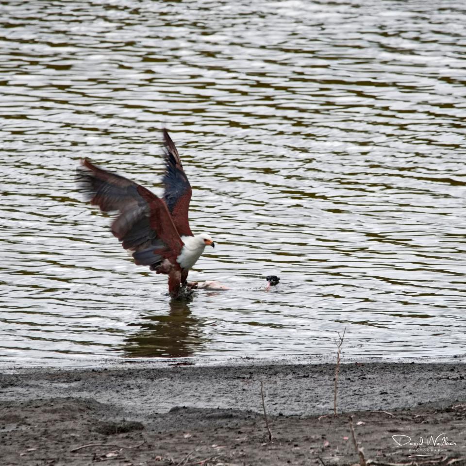 African Fish Eagle (Icthyophaga vocifer), Arusha National Park