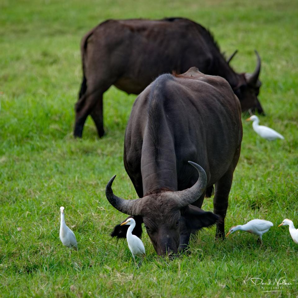 African Buffalo (Syncerus caffer), Arusha National Park