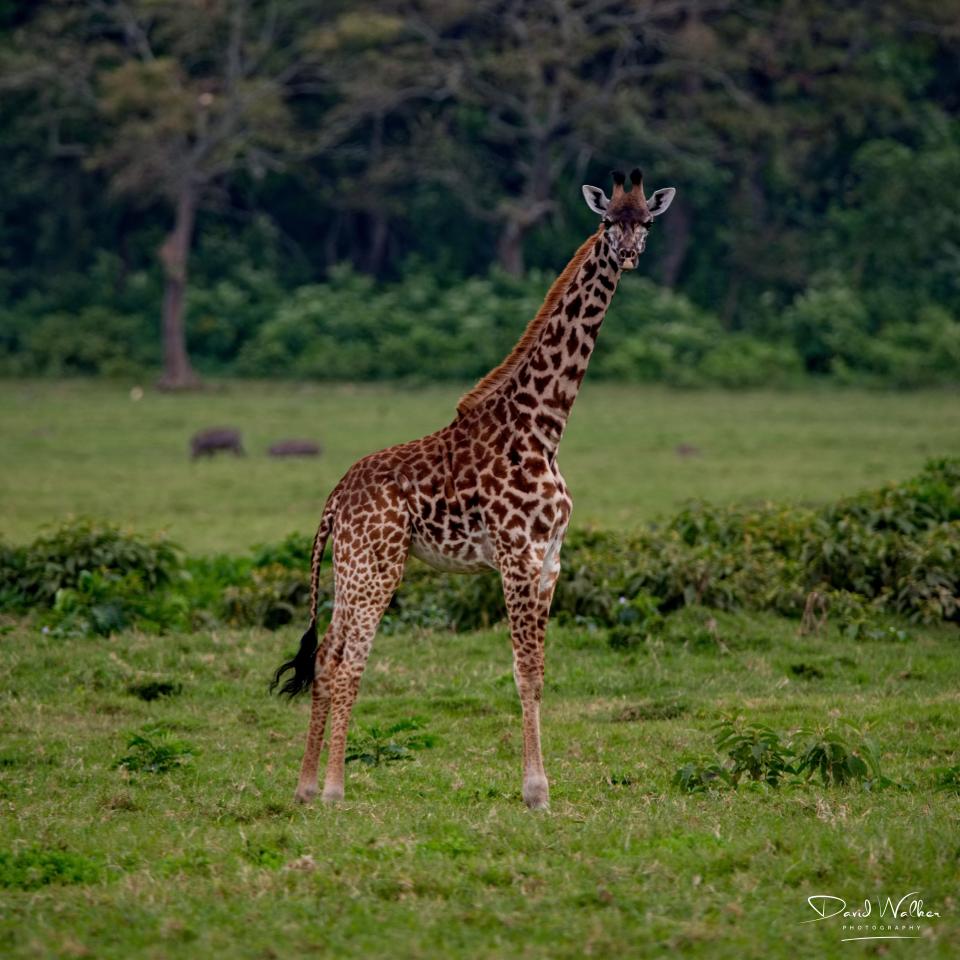 Giraffe, Arusha National Park