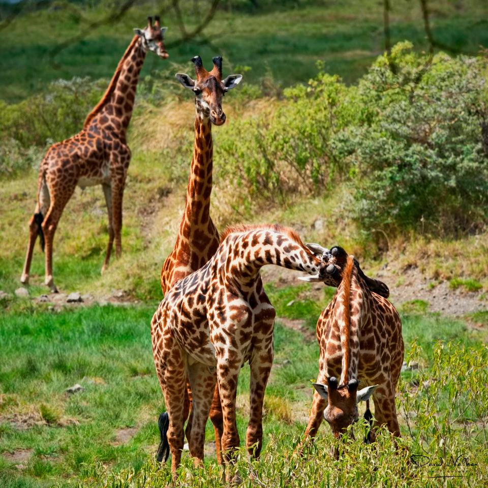Giraffe, Arusha National Park
