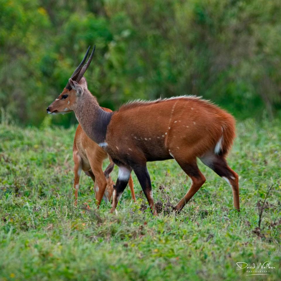 Harnessed Bushbuck (Tragelaphus scriptus), Arusha National Park