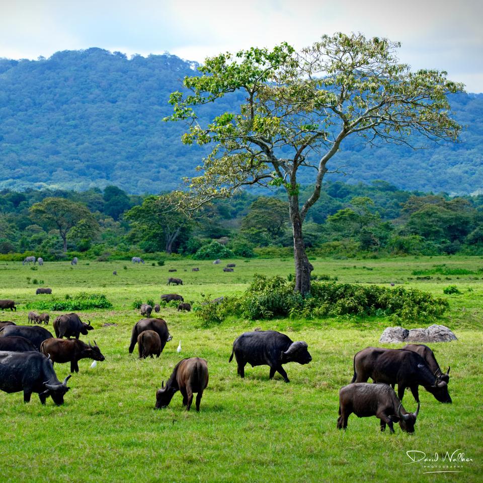 'Small Serengeti', Arusha National Park