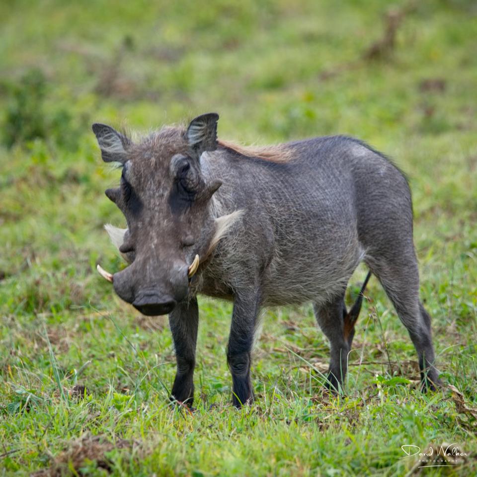 Common Warthog (Phacochoerus africanus), Arusha National Park