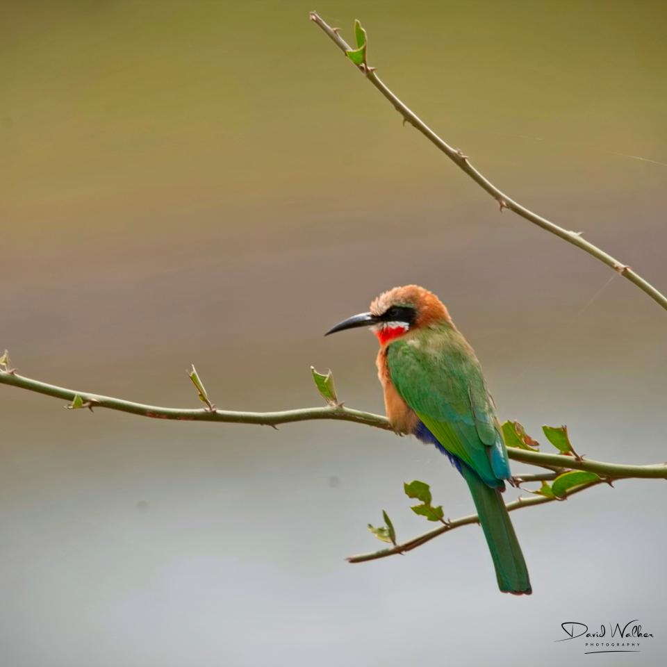 White-Fronted Bee Eater (Merops bullockoides), Arusha National Park