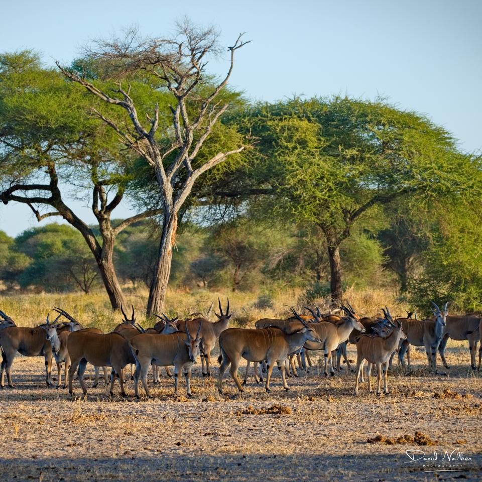 East African Eland (Taurotragus oryx pattersonianus), Tarangire National Park