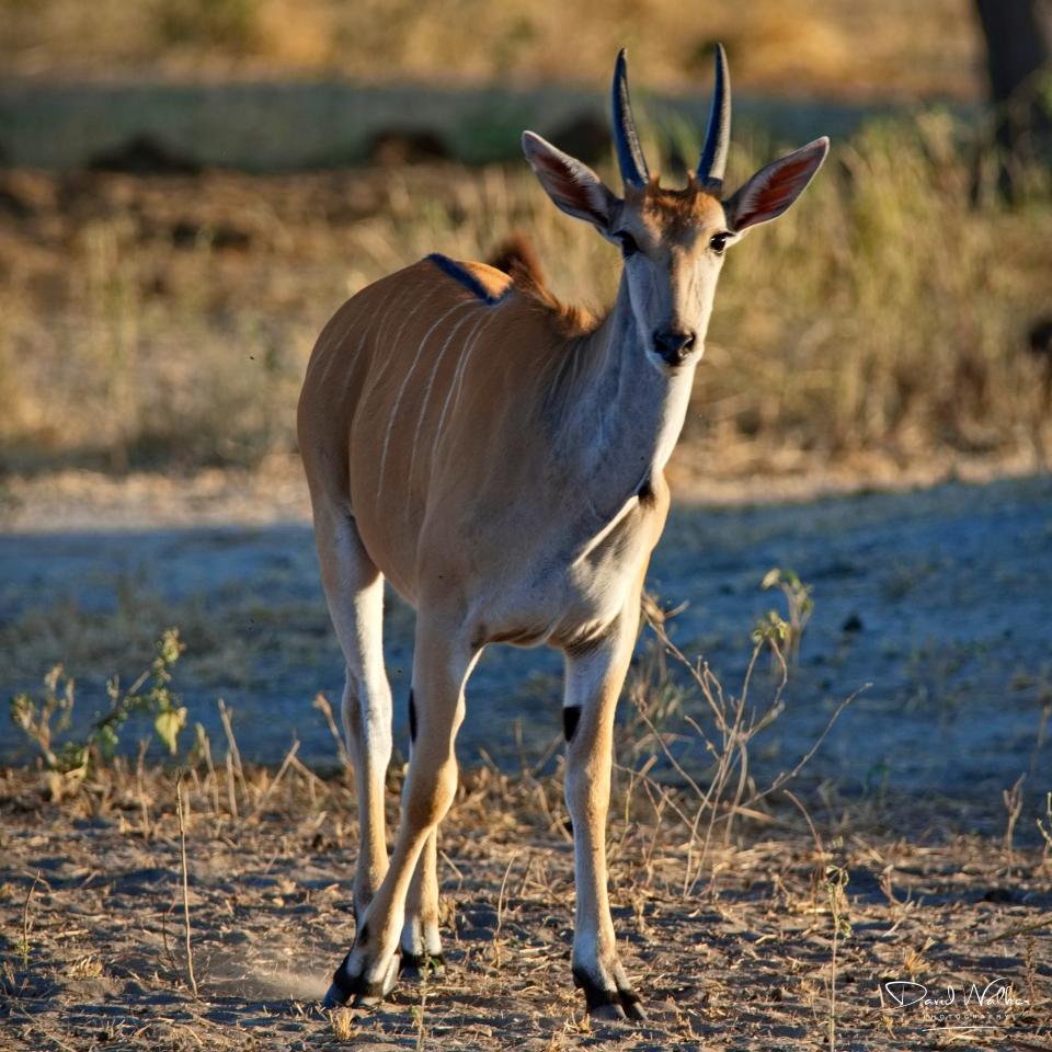 East African Eland (Taurotragus oryx pattersonianus), Tarangire National Park
