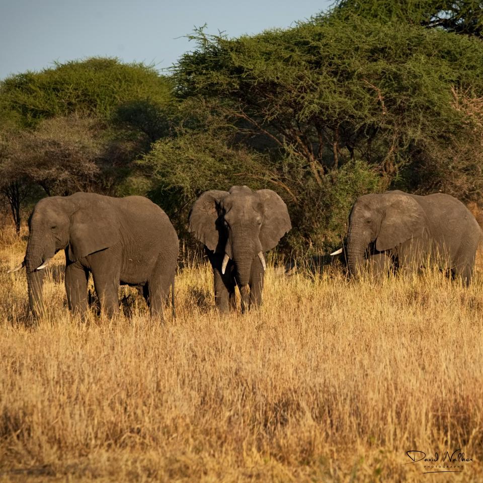 African Bush Elephant (Loxodonta africana), Tarangire National Park