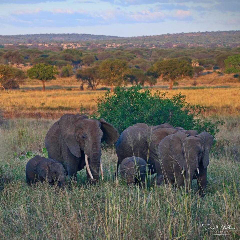 African Bush Elephant (Loxodonta africana), Tarangire National Park