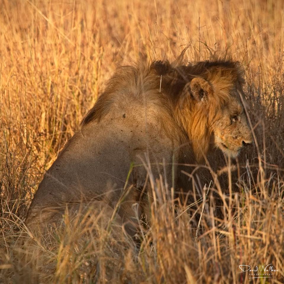 Male Lion (Panthera leo) in the evening sun, Tarangire National Park
