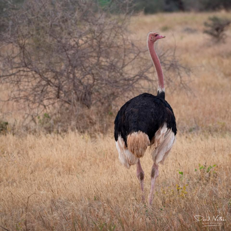 Common Ostrich (Struthio camelus), Tarangire National Park