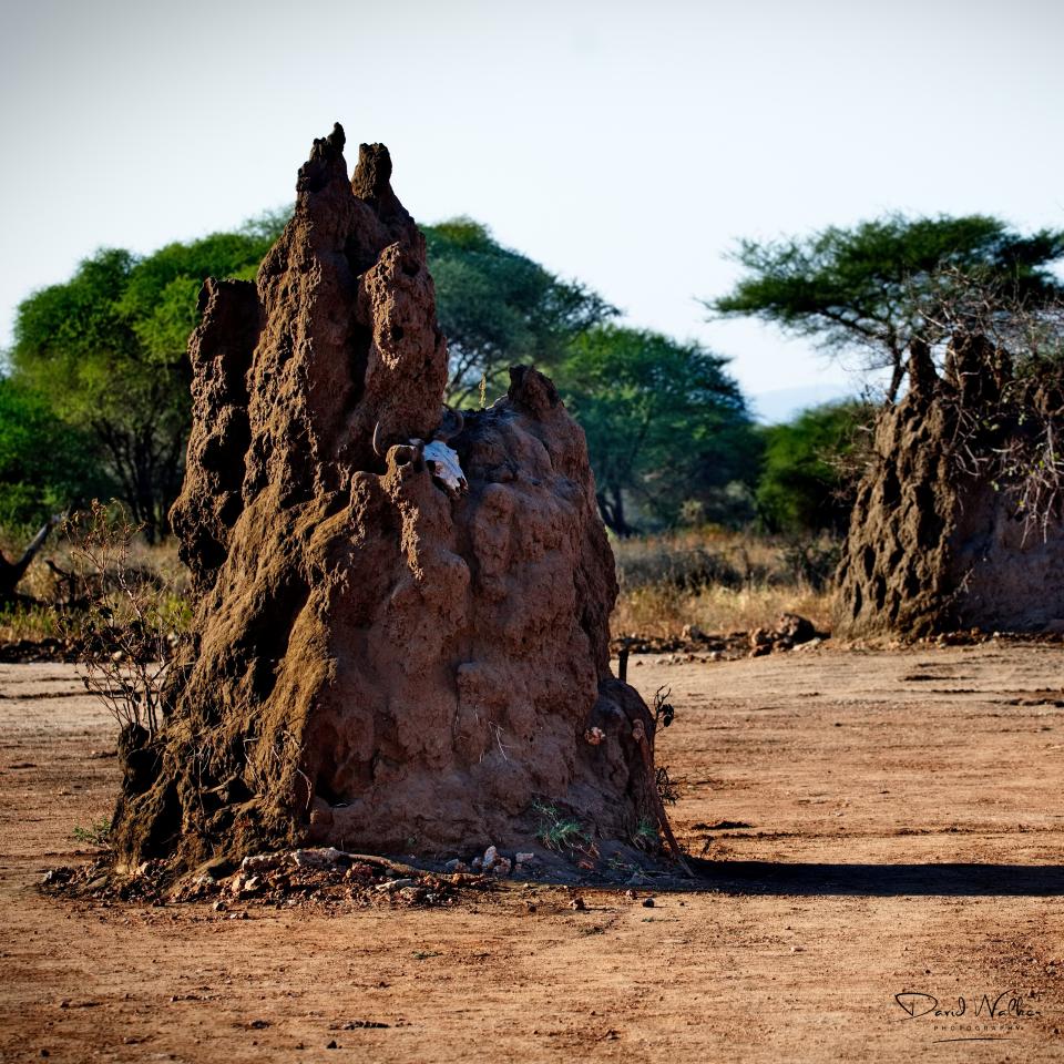Termite Mounds, Tarangire National Park