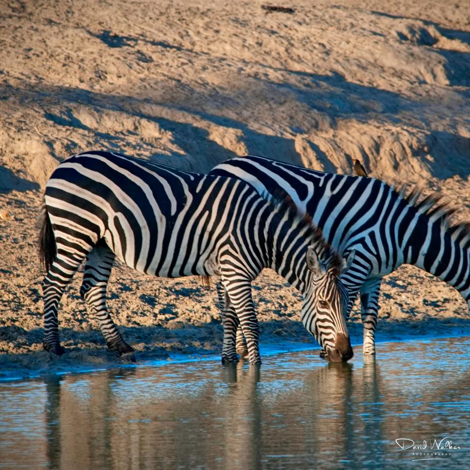 Plains Zebra (Equus quagga) at a waterhole, Tarangire National Park