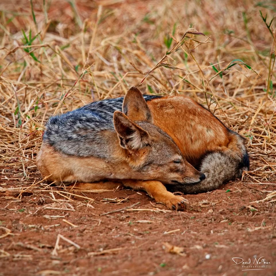 Black Backed Jackal (Lupulella mesomelas), Tarangire National Park