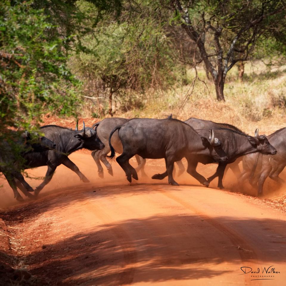 African Buffalo (Syncerus caffer), Tarangire National Park