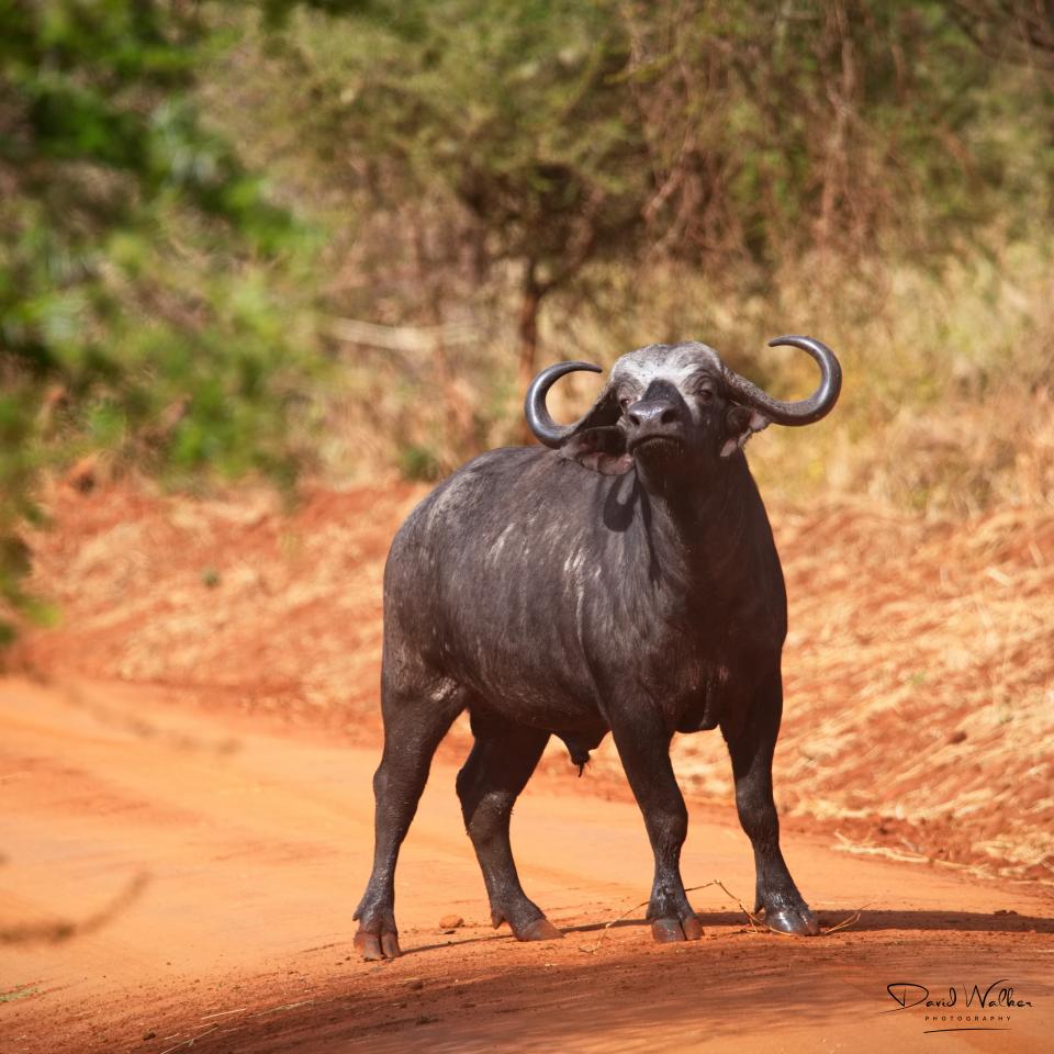 African Buffalo (Syncerus caffer), Tarangire National Park