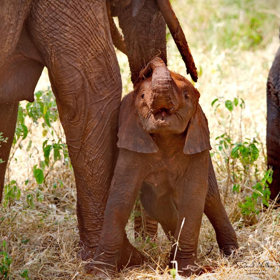 African Bush Elephant (Loxodonta africana), Tarangire National Park