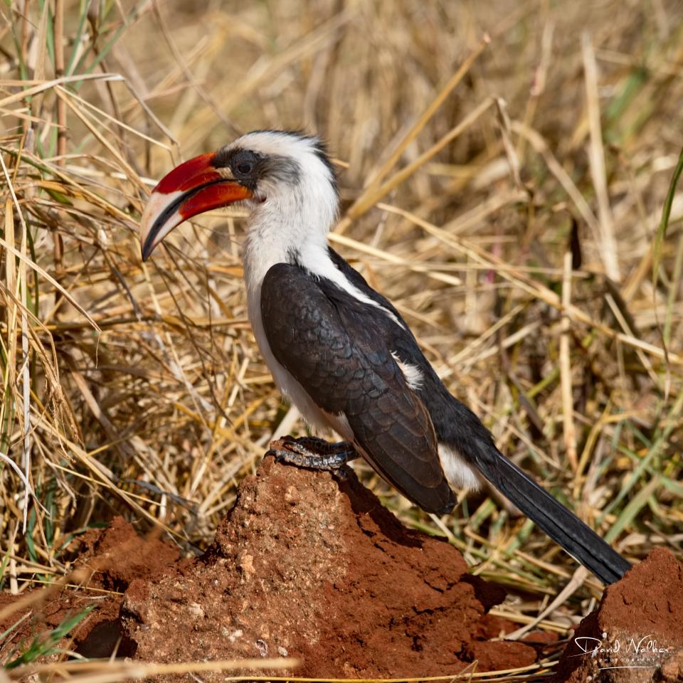 Von Der Decken's Hornbill (Tockus deckeni), Tarangire National Park