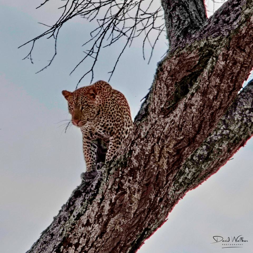 Leopard (Panthera pardus), Tarangire National Park