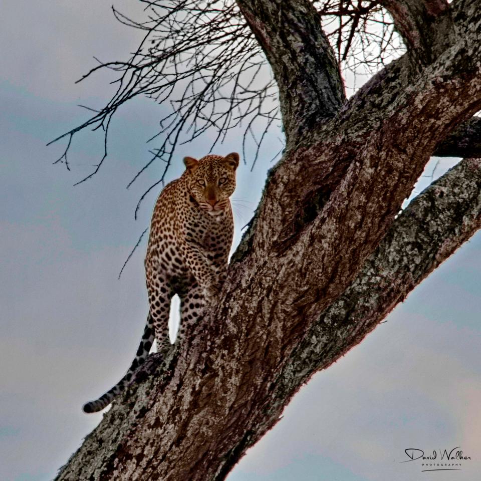 Leopard (Panthera pardus), Tarangire National Park