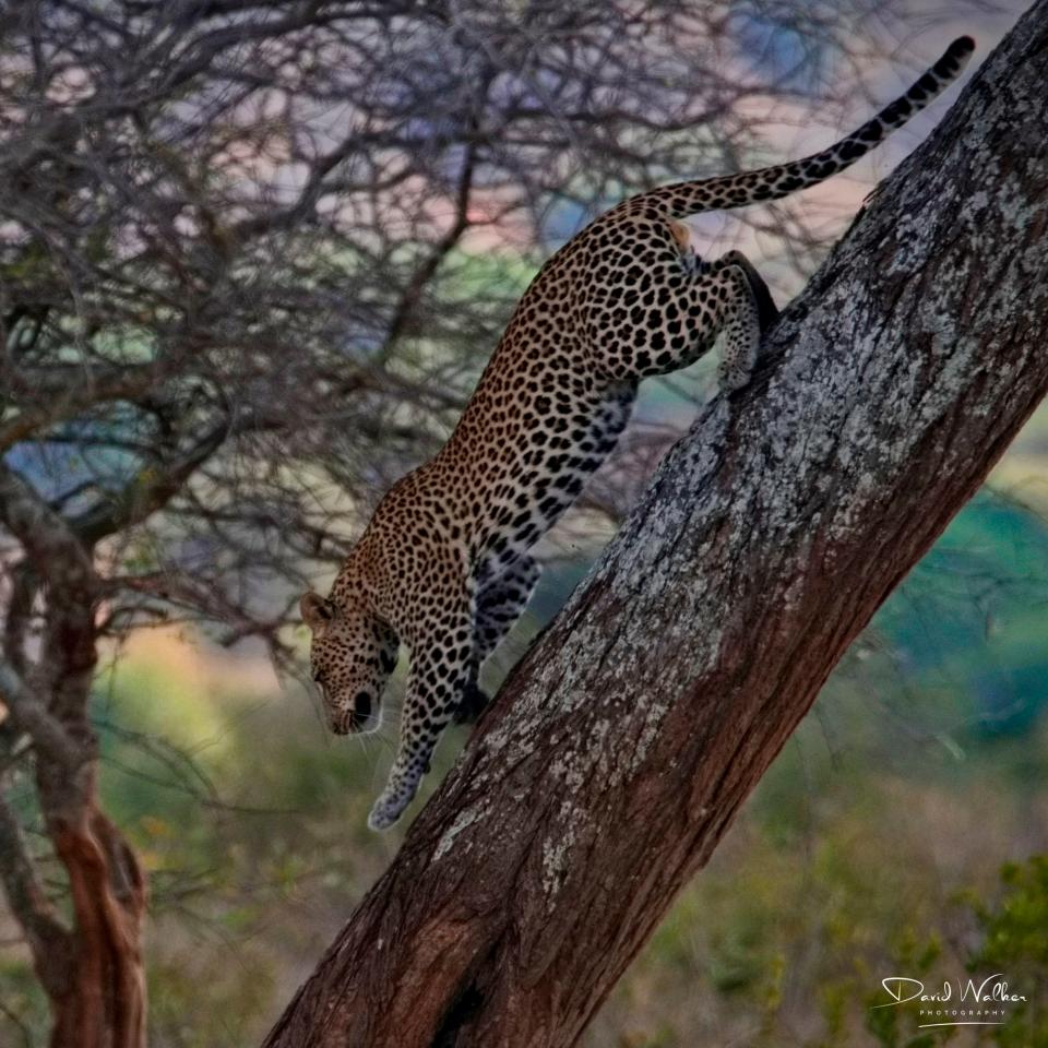Leopard (Panthera pardus), Tarangire National Park