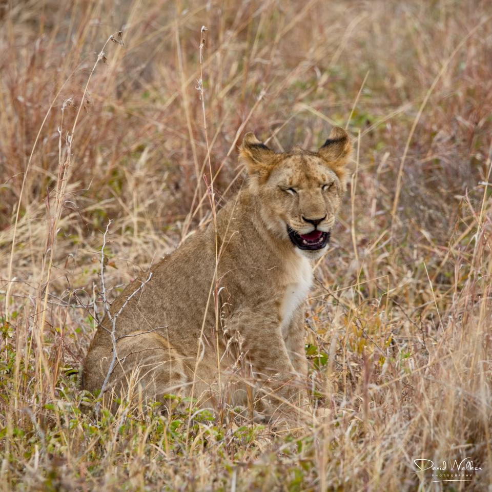 Lion Cub (Panthera leo), Tarangire National Park