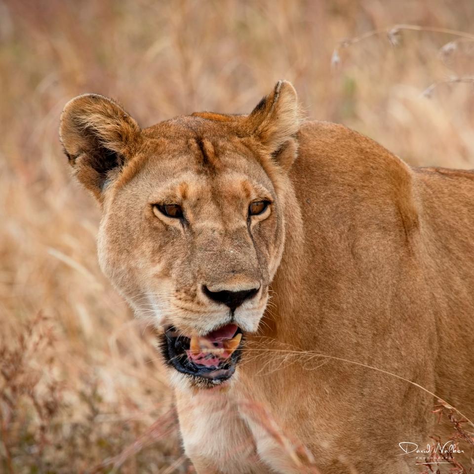 Lioness (Panthera leo), Tarangire National Park