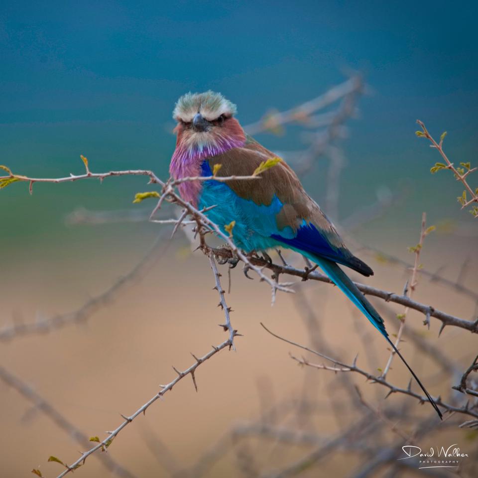 Lilac-Breasted Roller (Coracias caudatus), Tarangire National Park