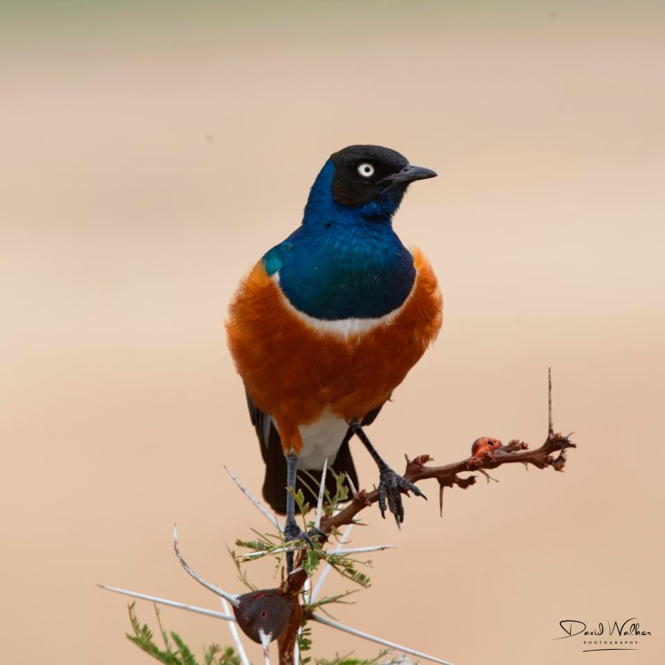 Superb Starling (Lamprotornis superbus), Tarangire National Park