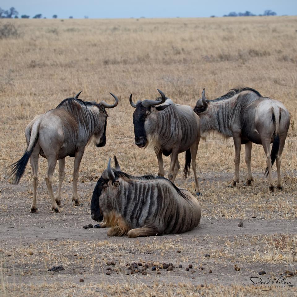 Wildebeest, or Brindled Gnu, (Connochaetes taurinus), Tarangire National Park